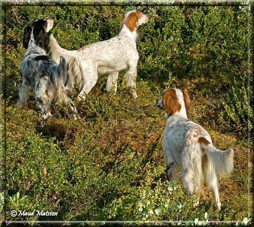 Foxy, Fifty & Briz