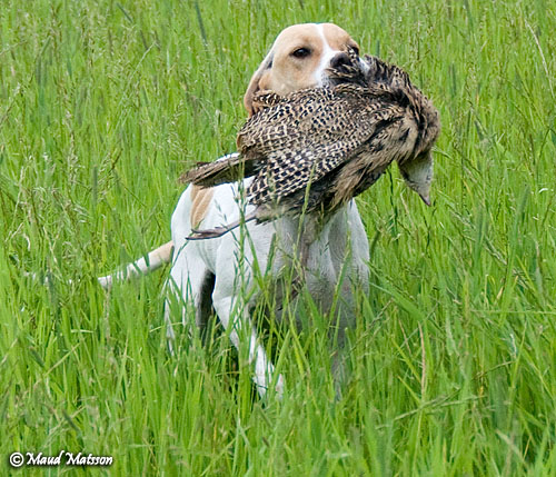 pointer_apport2