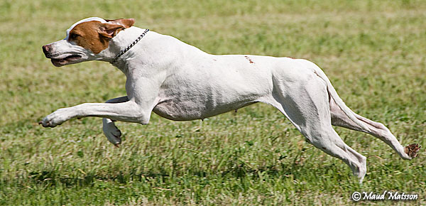 rusa6