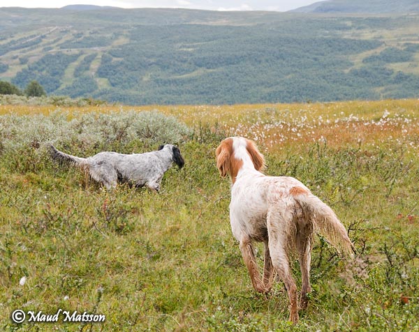 Bejla & Briz