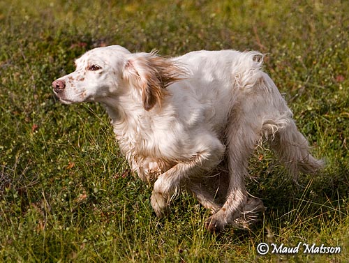 Sanne 5