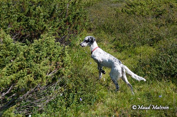 Lärka