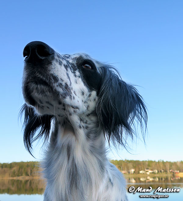 L&auml;rka