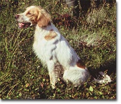 h&ouml;st 2001