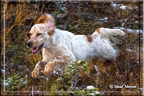 40