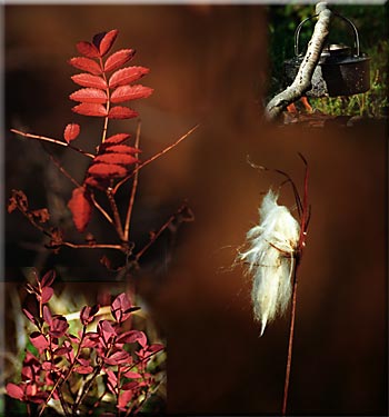 Bild: n5natur.jpg