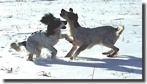 Sophie & Briz