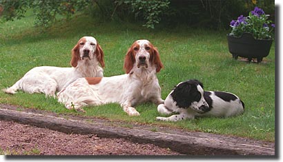 Foxy, Briz & Sophie