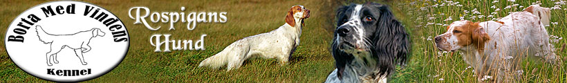 Kennel Gone with the wind 