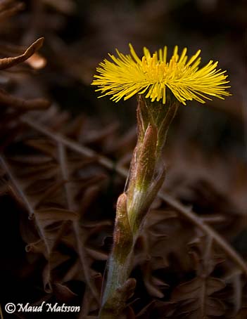 tussilago2.jpg